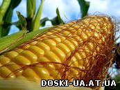 Купим зерно кукурузы в больших количествах